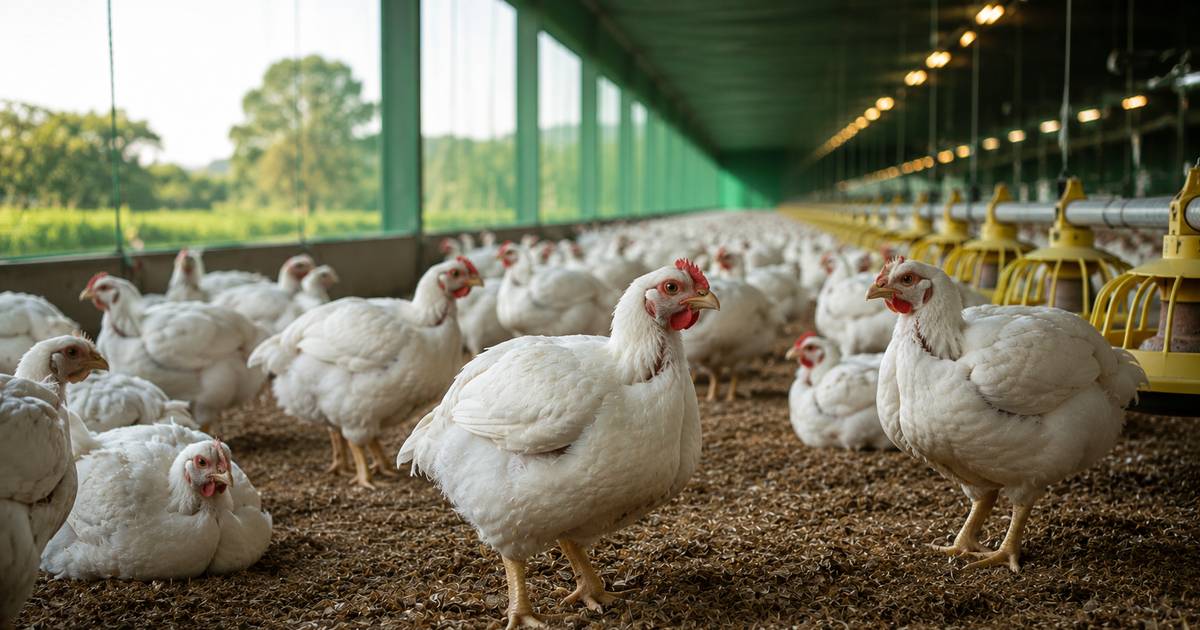Frango: exportação dispara 32% e preço sobe — a vez da avicultura