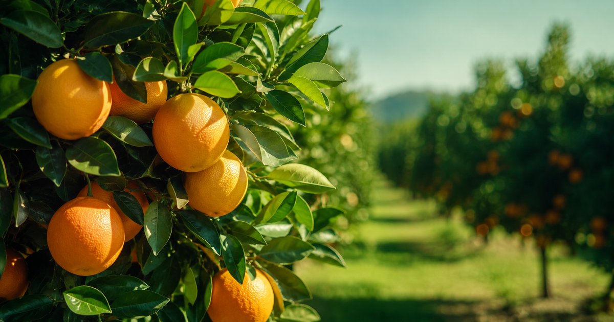 Laranja: safra cai 12,9% e greening aperta a conta do citricultor